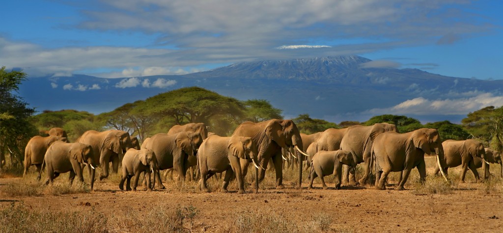 Partir pour un safari privé en Tanzanie